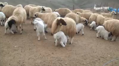  شاهد: لحظة بديعة لالتقاء الخراف بأمهاتها لترضع الحليب في ولاية "تونجيلي"